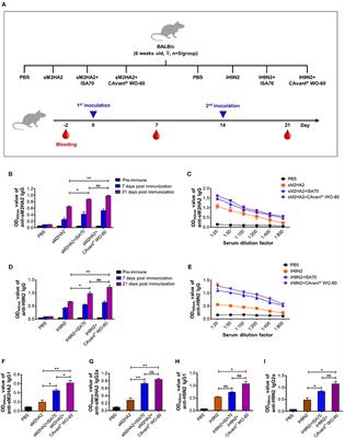 CAvant® WO-60 as an Effective Immunological Adjuvant for Avian Influenza and Newcastle Disease Vaccine